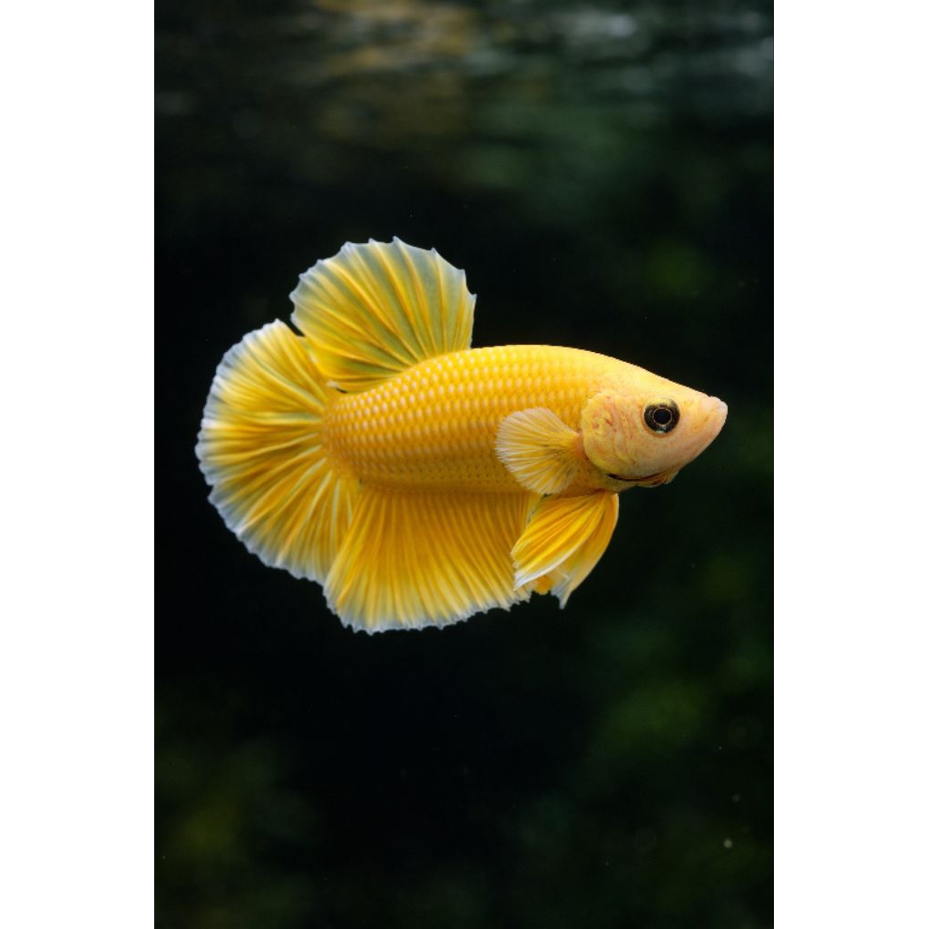 IkanCupangPlakatYellowBanana