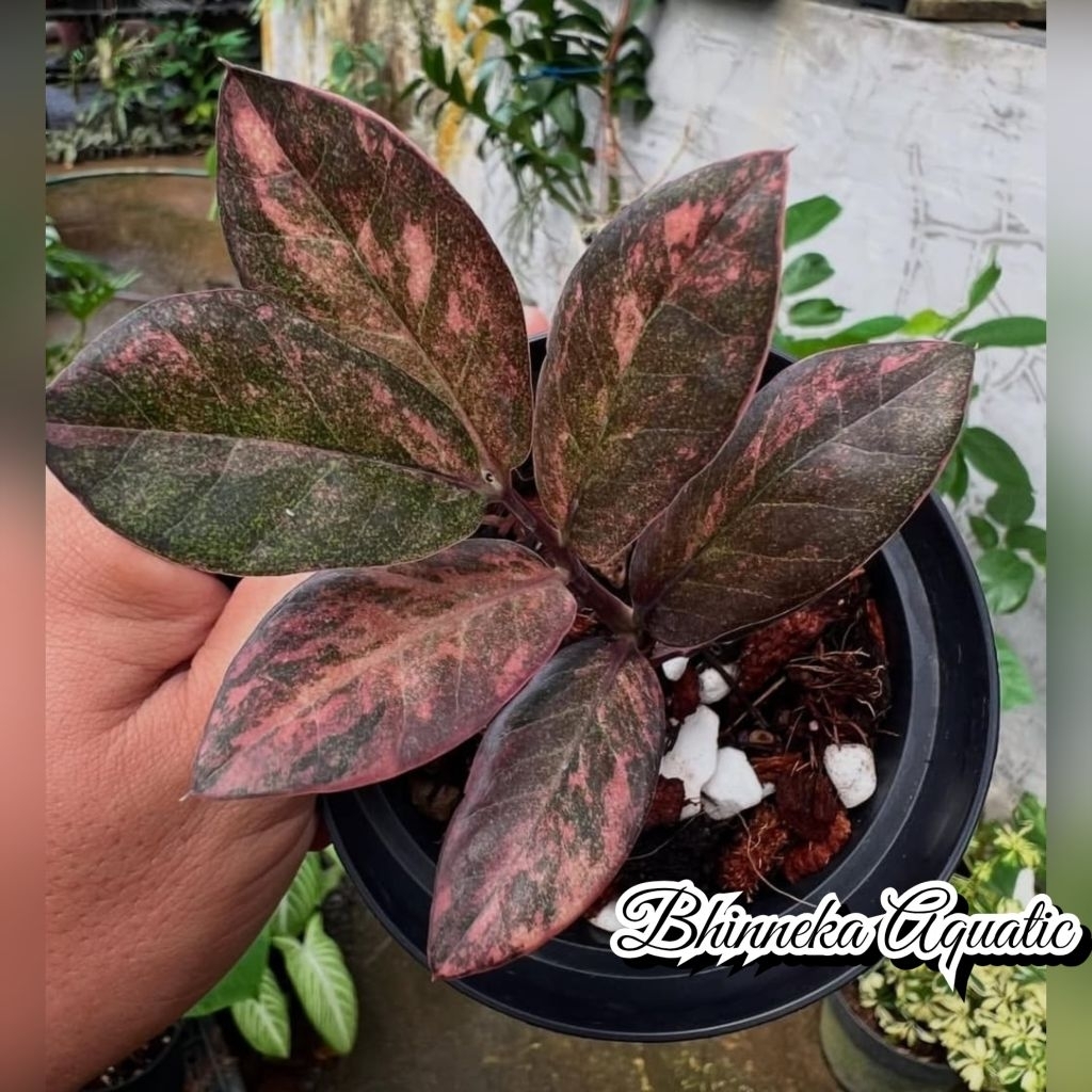 Tanaman Hias Black Zz Pink Variegated Zamia Raven Reven Variegata Varigata Real Pict Murah Ekonomis