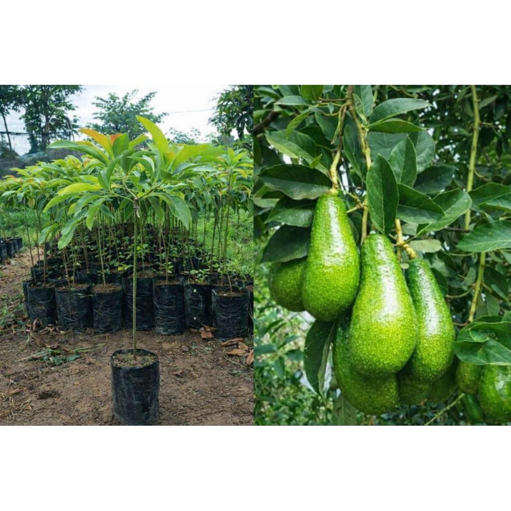 BIBIT ALPUKAT ALIGATOR BUAH  JUMBO