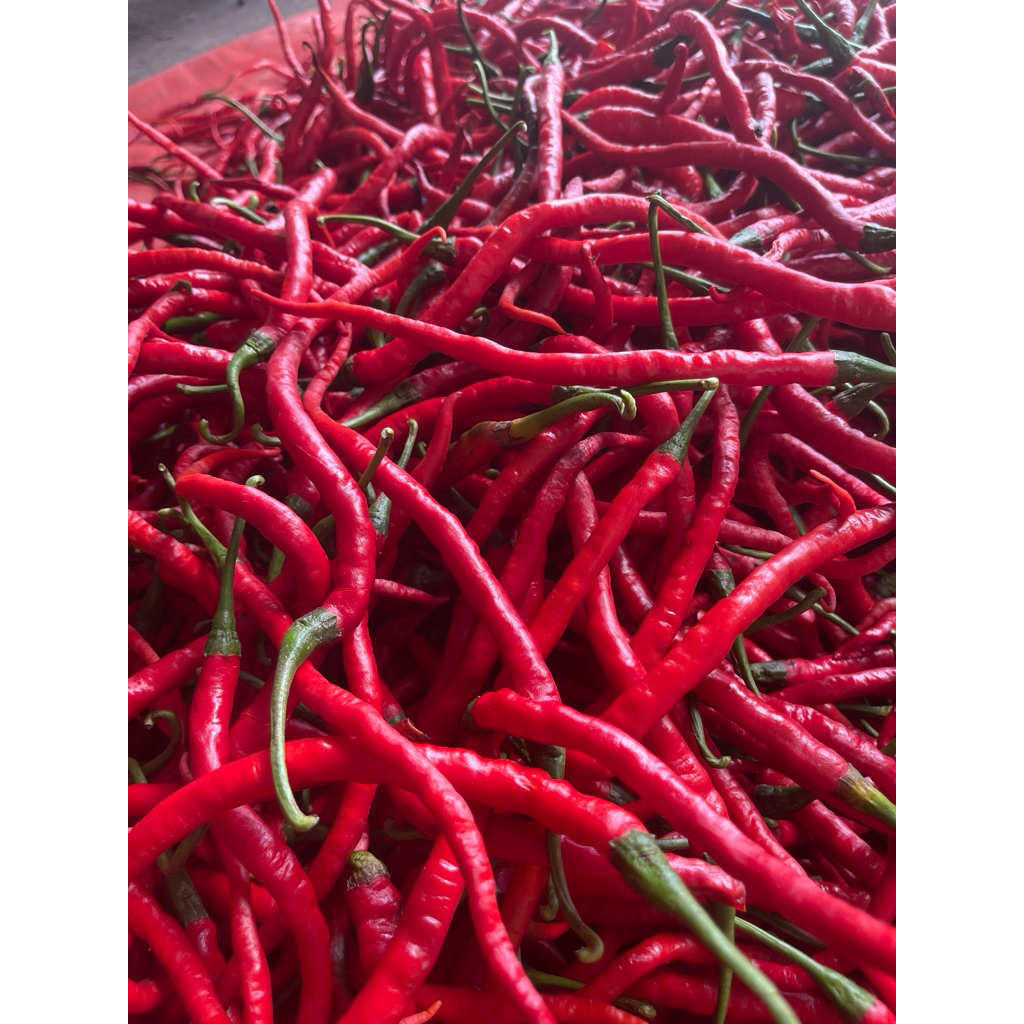 cabe merah 1 kg
