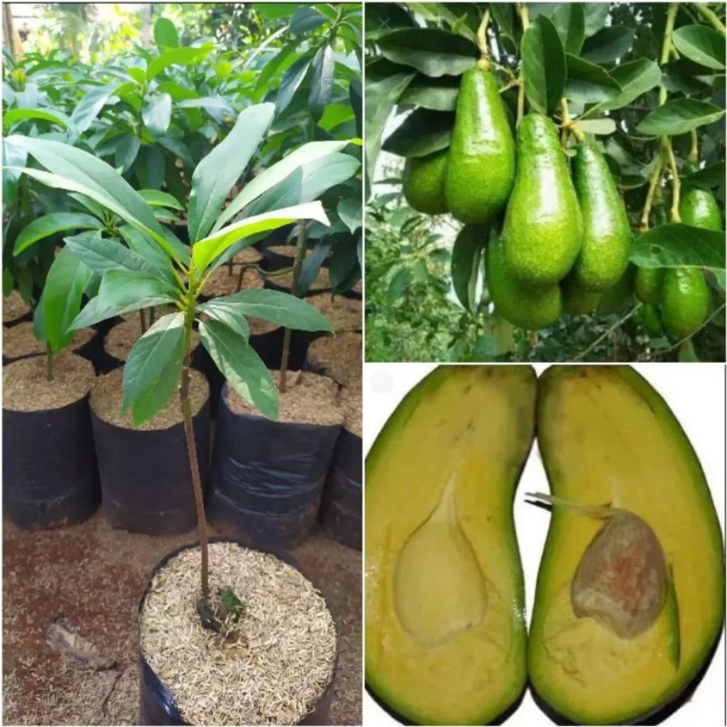 Benih Alpukat Aligator