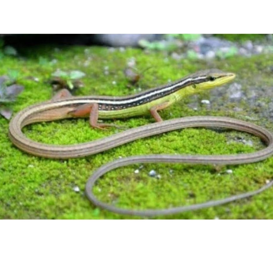 Kadal Rumput Ekor panjang