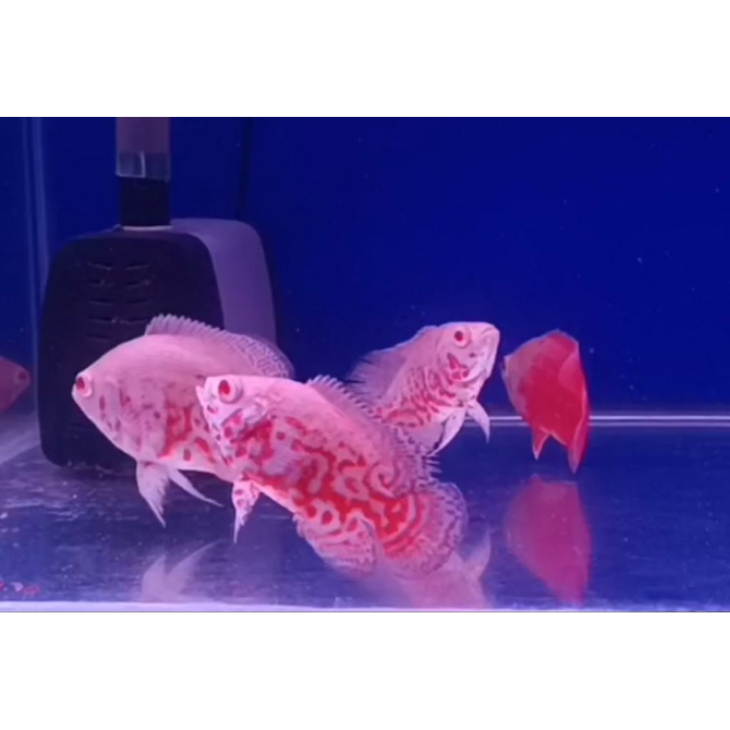 hiasan aquarium oscar Nemo