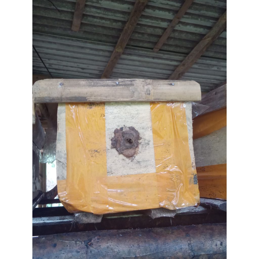 bibit lebah klanceng