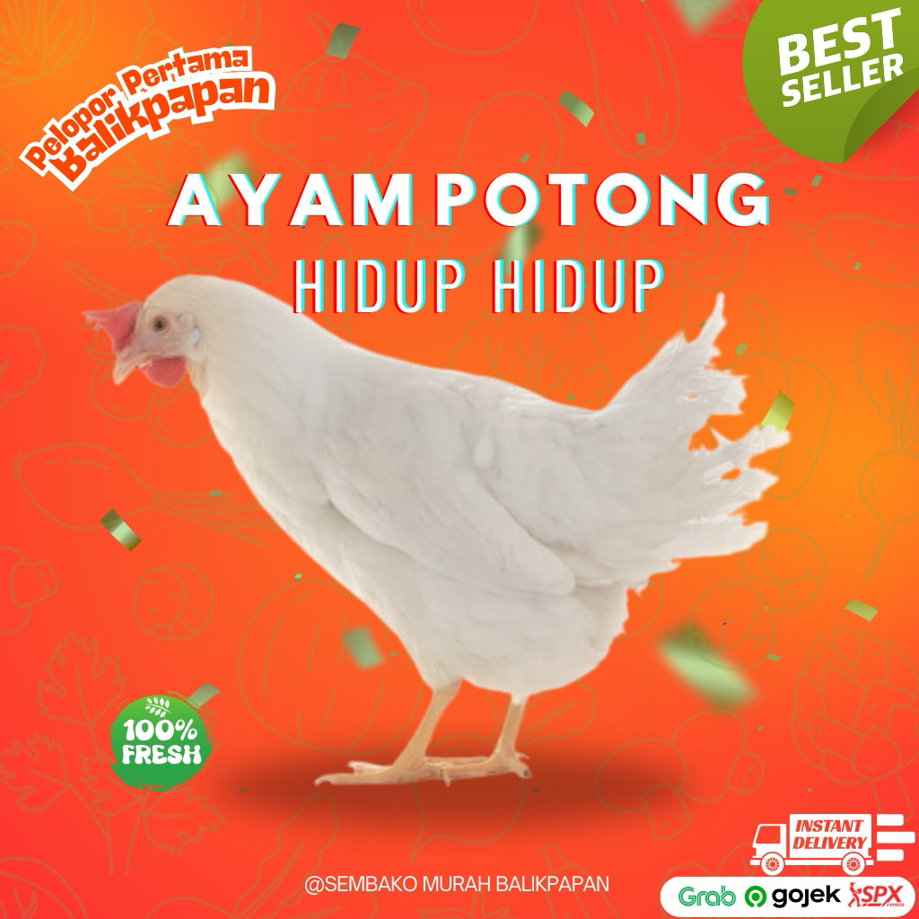 Ayam hidup Hidup jenis ayam potong (dikirim hidup)