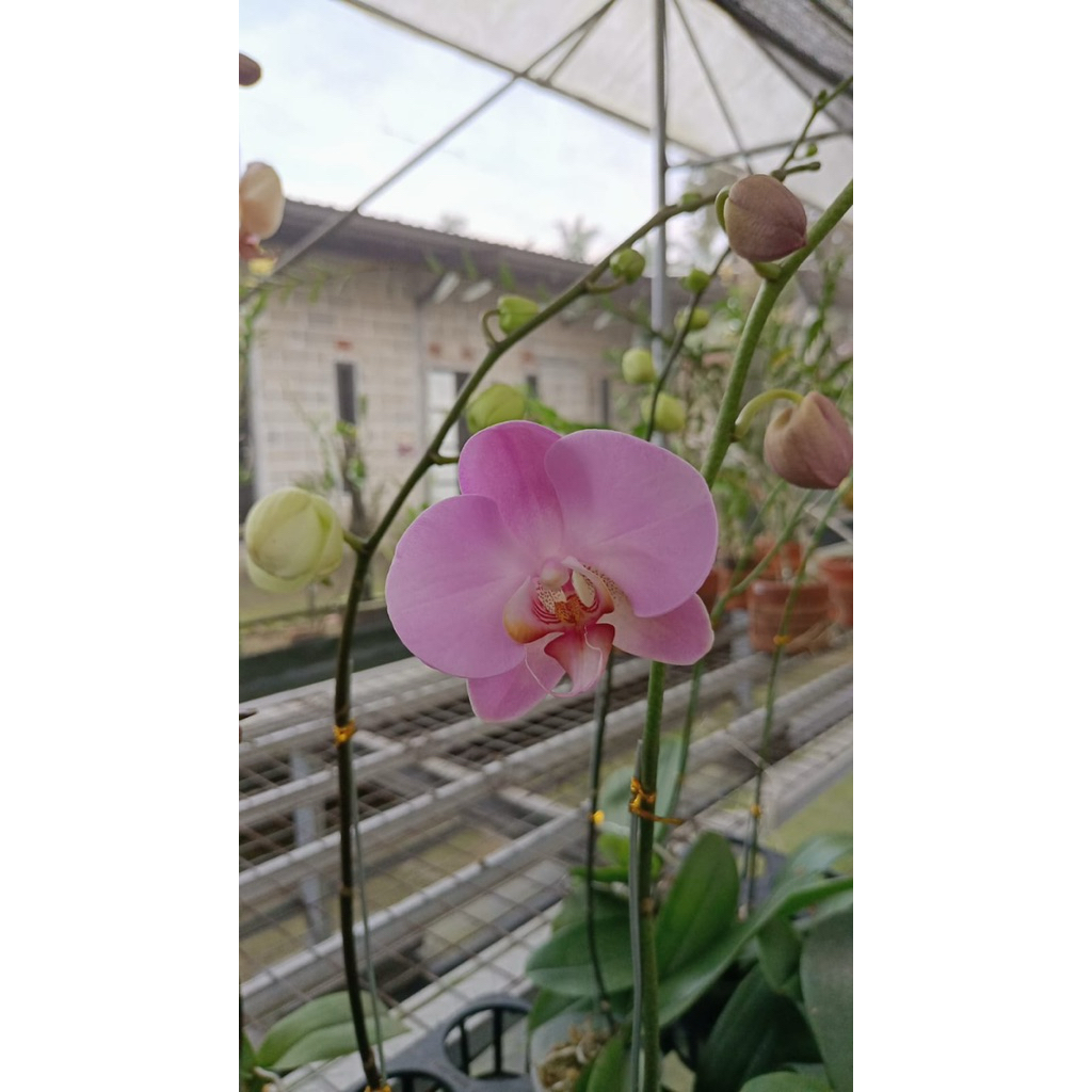 Anggrek Bulan Dewasa-Knop-Bunga (Mini-Standar)