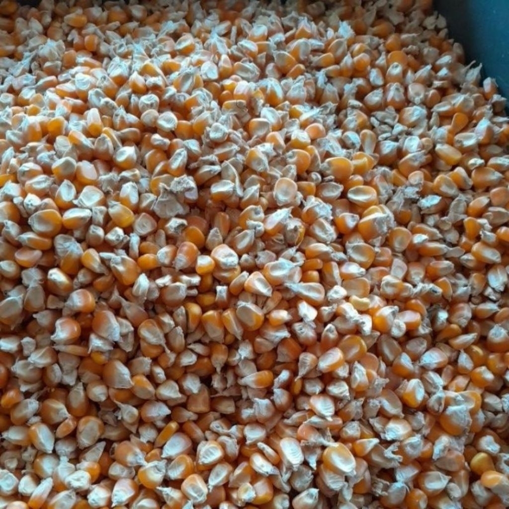 JAGUNG PIPIL PAKAN TERNAK