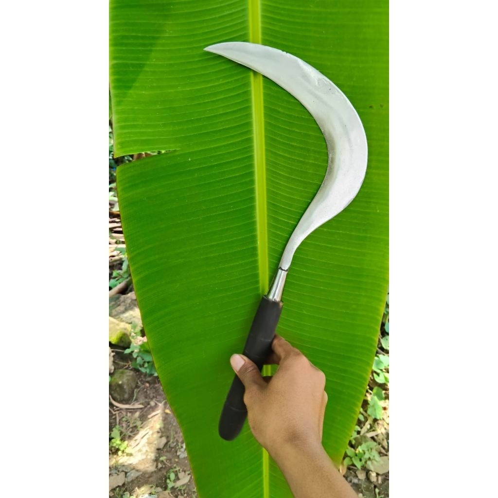 1pcs Sabit rumput asli baja khas Madura