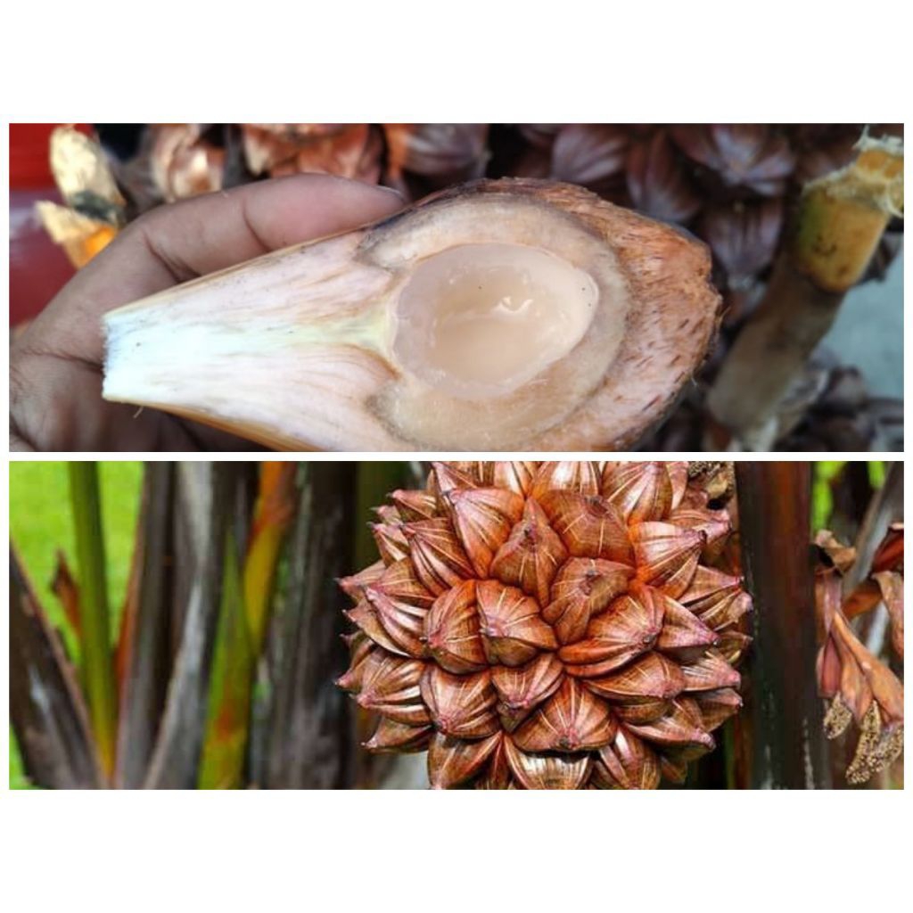 buah nipah/buah dahon fress belum dikupas