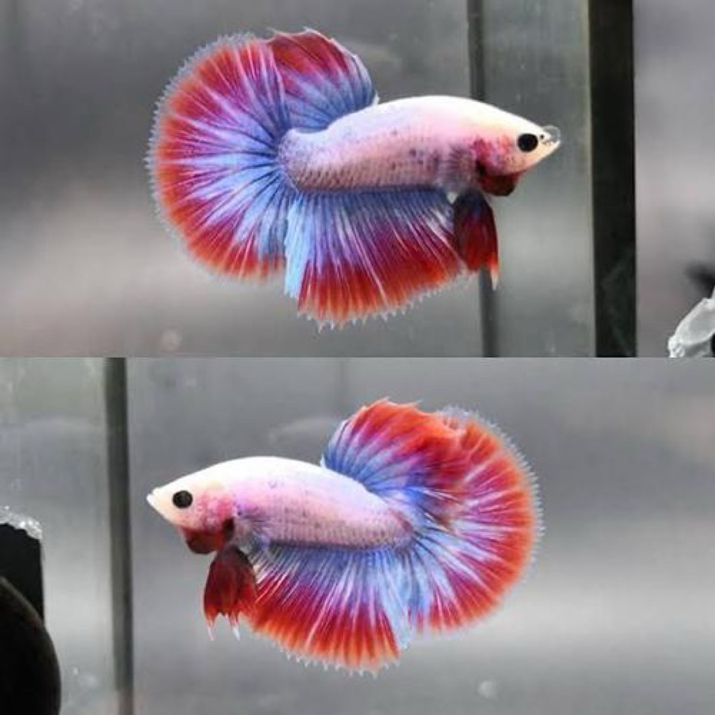 hiasan aquarium cupang maskot size m