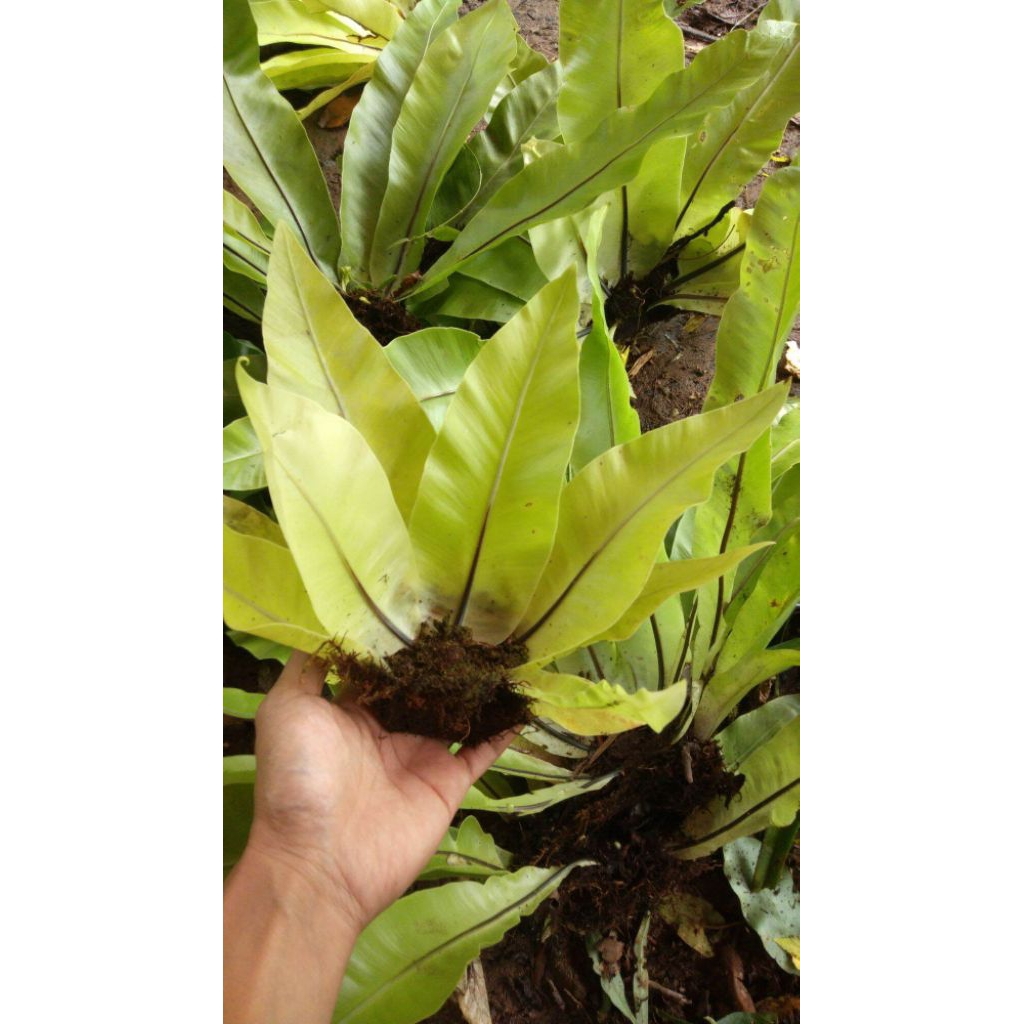 Tanaman Hias Kadaka Mini Sp YL - Pohon, Darat, Hiasan Aquascape