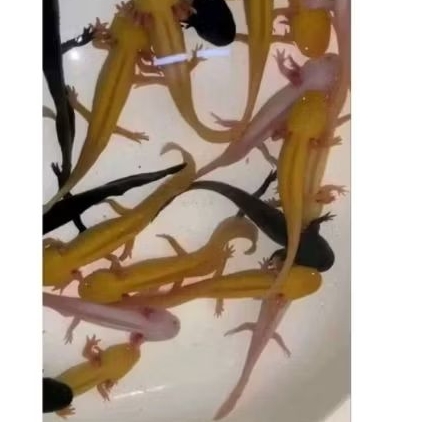 AXOLOTL UKURAN 7-9 CM ( WARNA DIKIRIM ACAK)