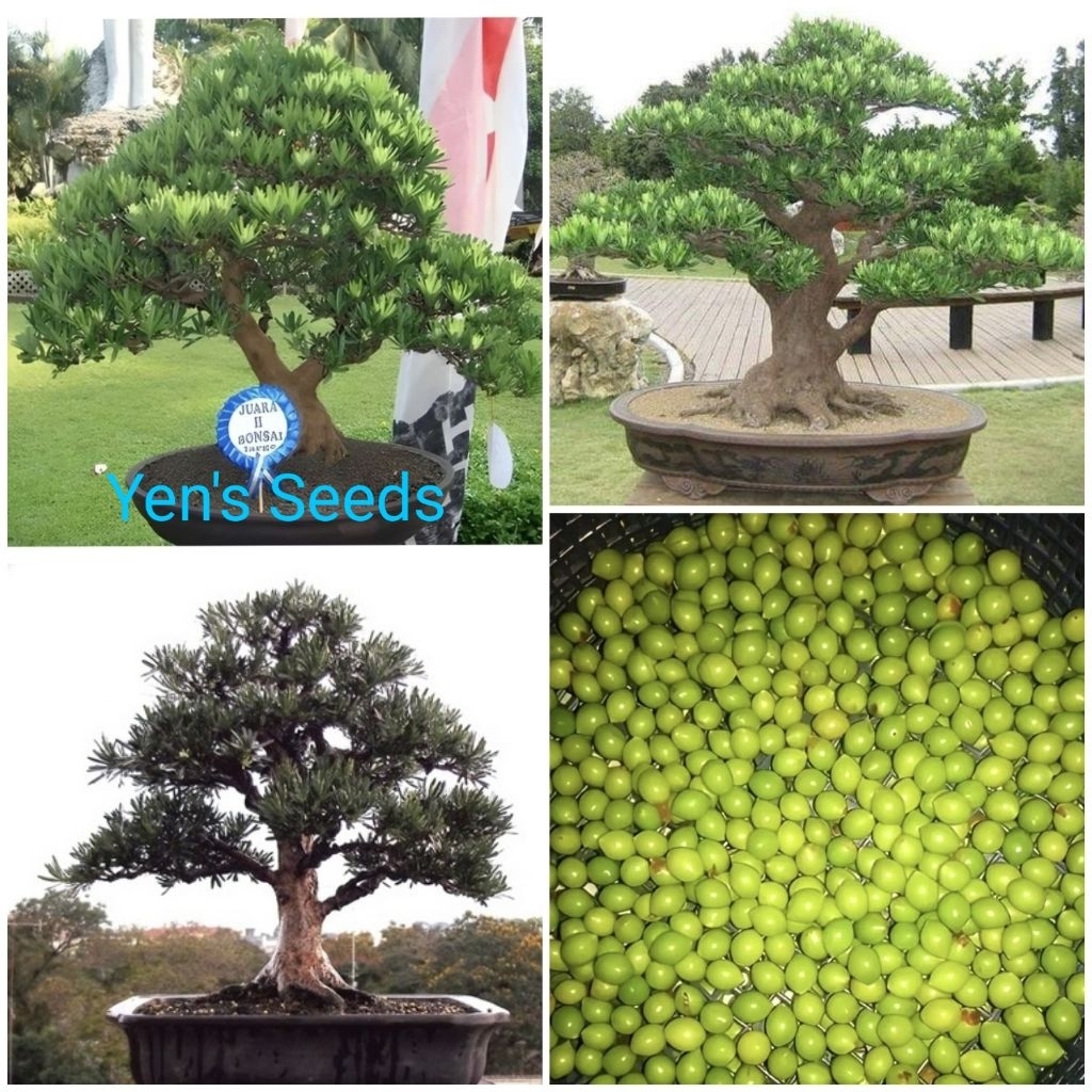 Benih Pohon Lohansung Mawar Premium-Bonsai