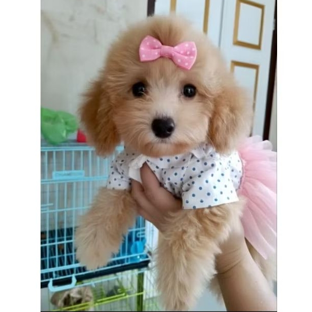 toy poodle apricot betina
