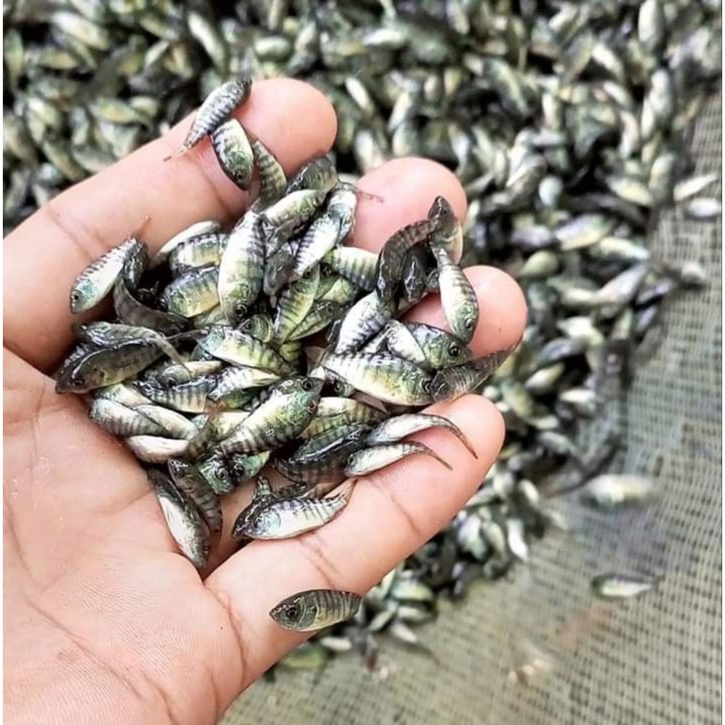 Bibit Ikan Nila Hitam Nirwana Ukuran 2-3cm
