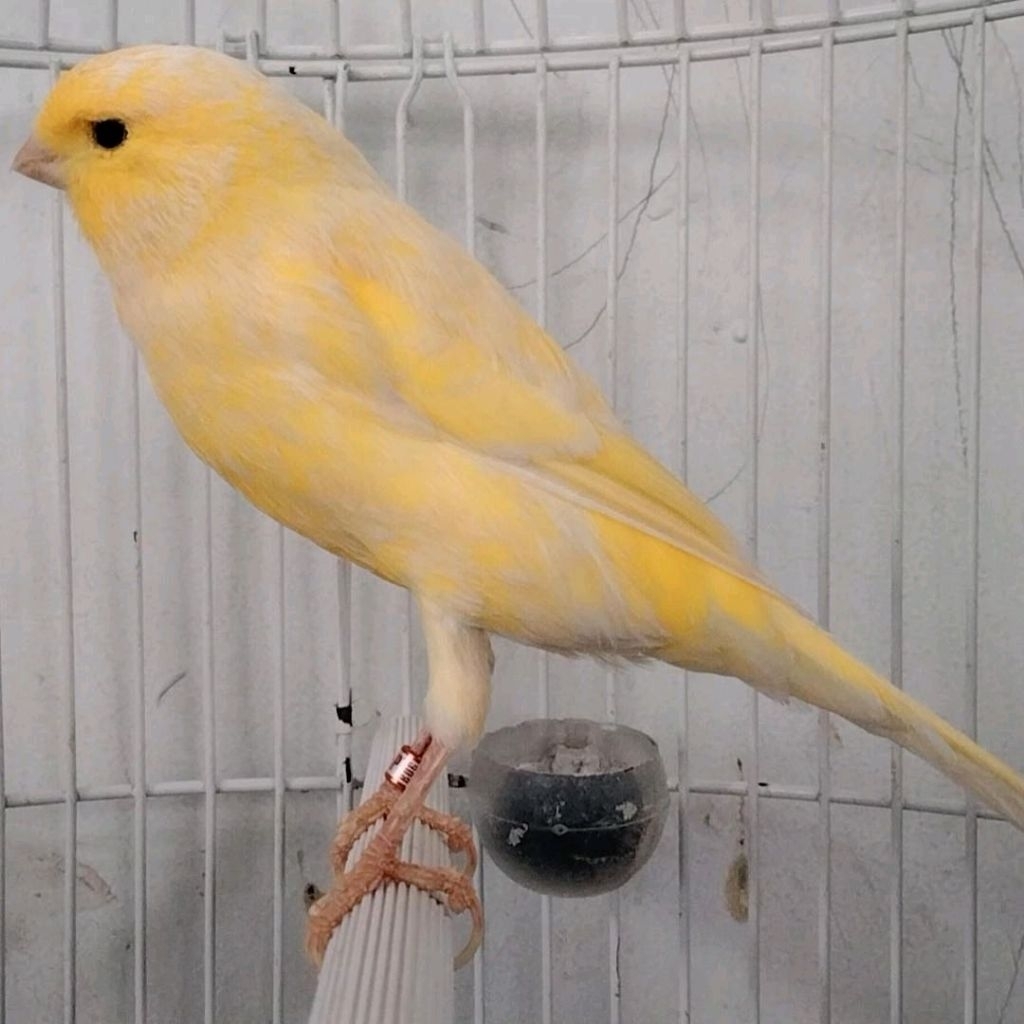 f1 yorkshire betina dara siapan