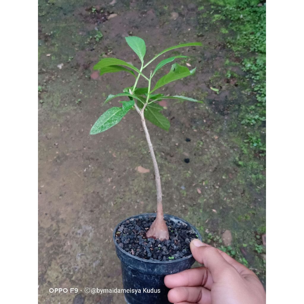 tanaman adansonia digitata atau baobab
