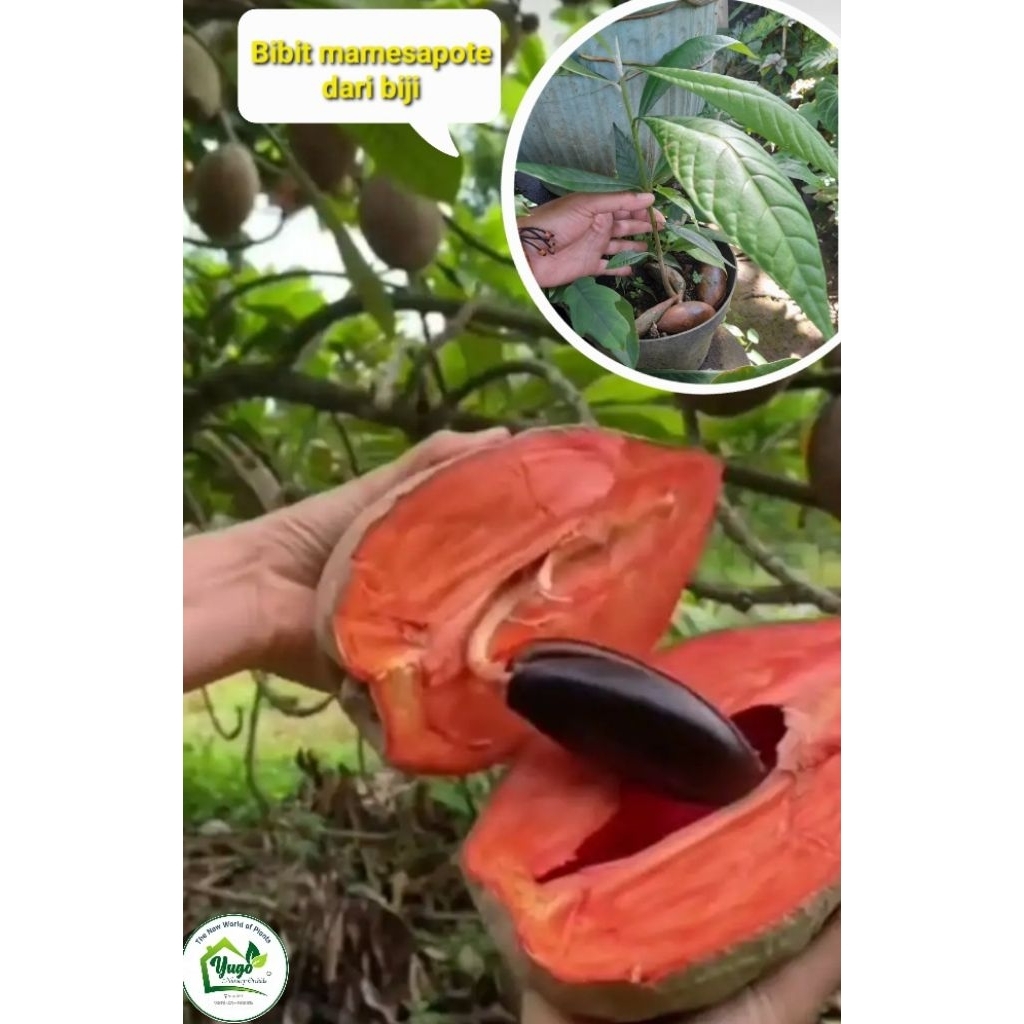 Bibit MameySapote dari biji sawo Raksasa Bibit Mamesapote sawo mame sapote