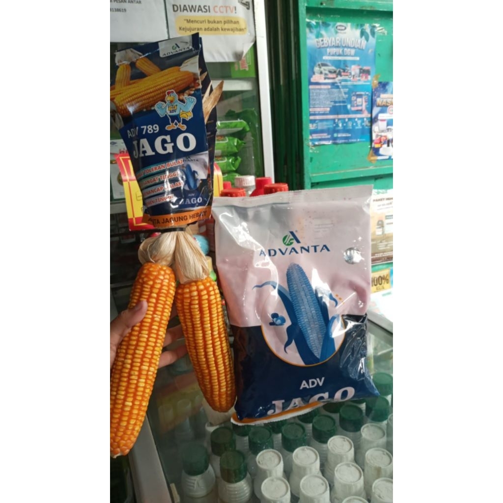 Advanta Jago 1kg - Bibit jagung pipil