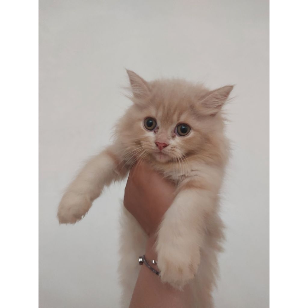 Kucing kitten adopt adopsi 2,5 bulan persia ragdoll