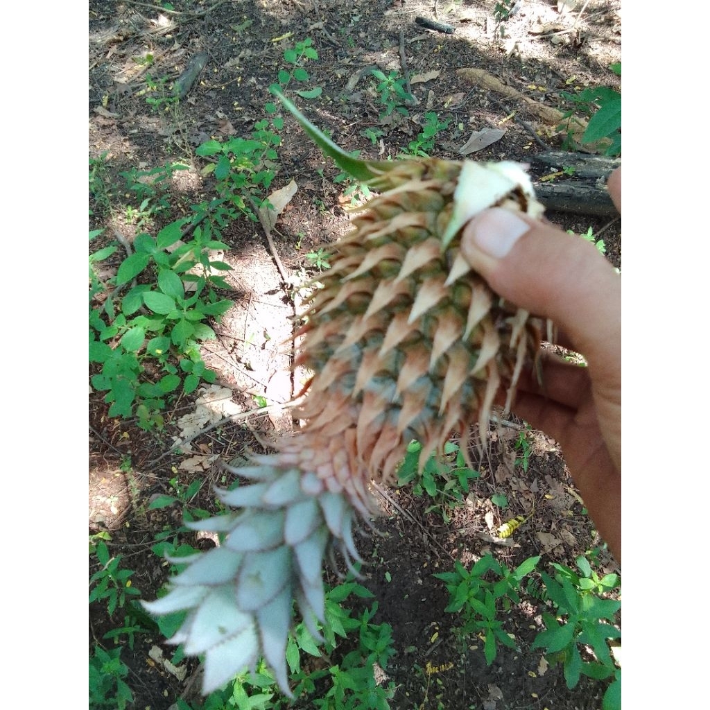 nanas segar masih muda obat herbal alami