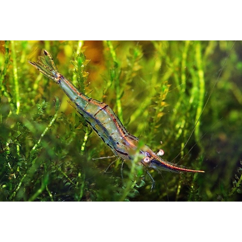 Udang Pinokio Shirmp Sulawesi / Red Nose Shrimp / Udang Hias Aquascape