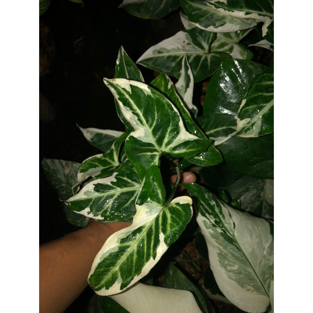 Tanaman Hias Syngonium T25 / Singonium T25 Original