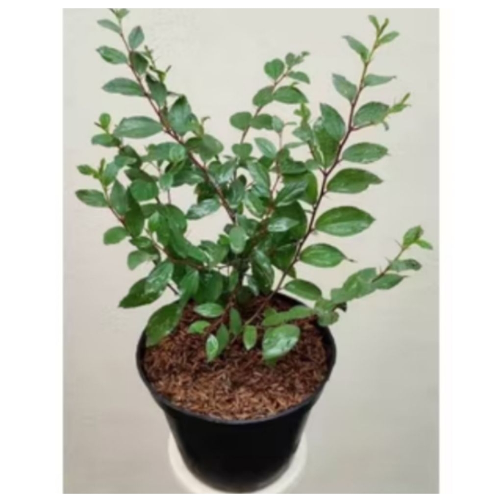 pohon bidara arab.bibit pohon bidara