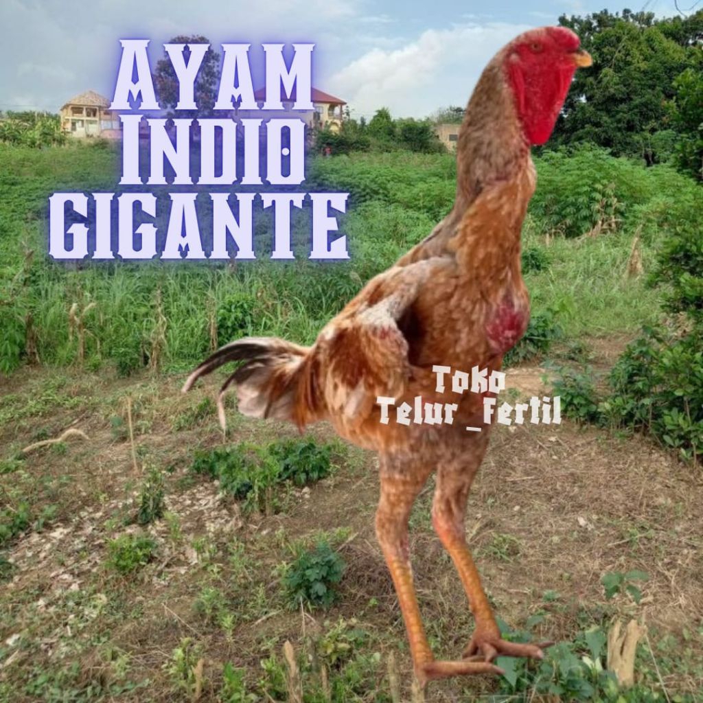 TELUR AYAM INDIO GIGANTE ORI FERTIL UNTUK DITETASKAN