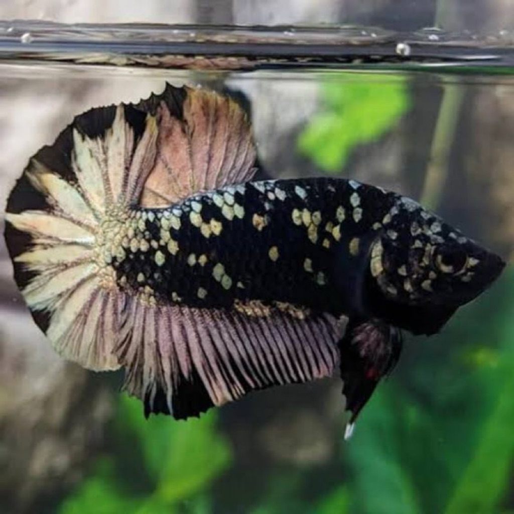 CUPANG AVATAR COOPER STARTEL