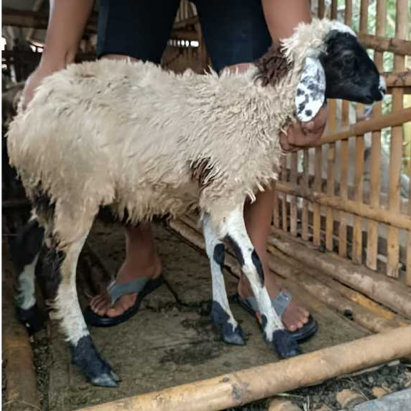Kambing Ketring Kambing Betina Kambing Aqiqah