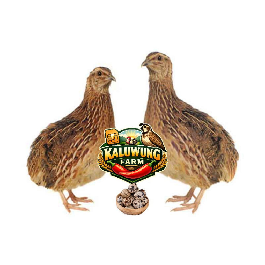 Telur Puyuh Fertil Gps Coklat untuk ditetaskan Fresh