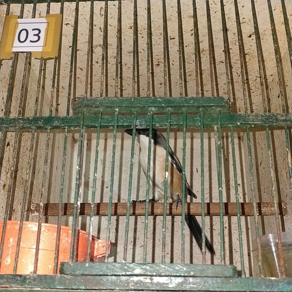 Burung pentet jantan bodi super big