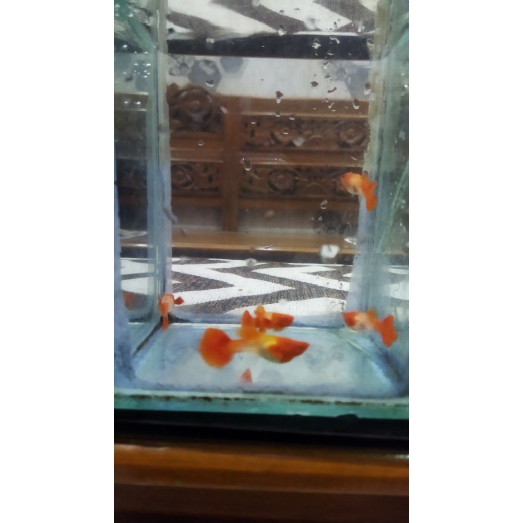 Guppy albino koi red ear