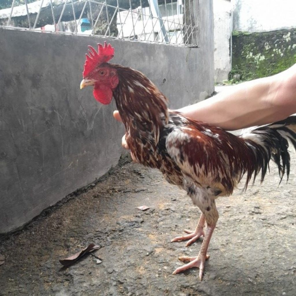 Ayam jago kampung hidup
