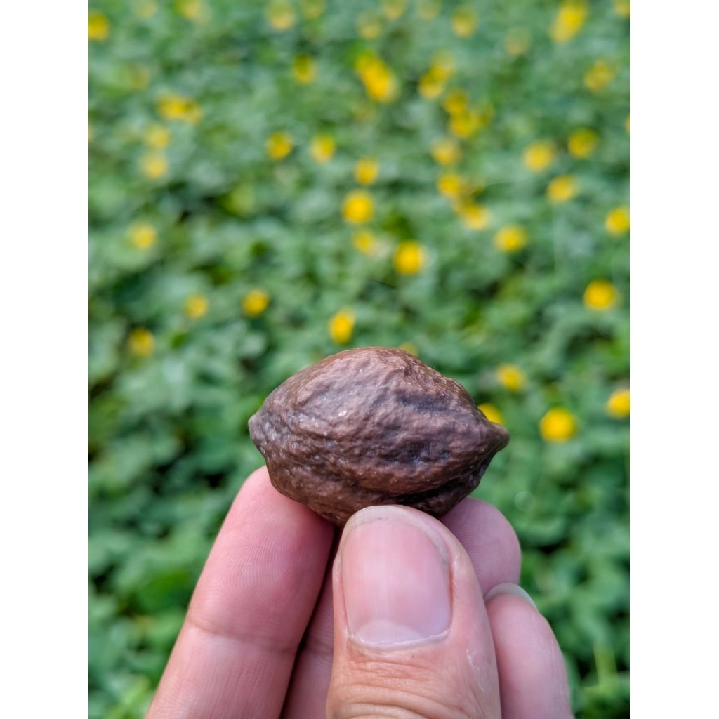 Jayanti jawa Super mewah ngapsul XL