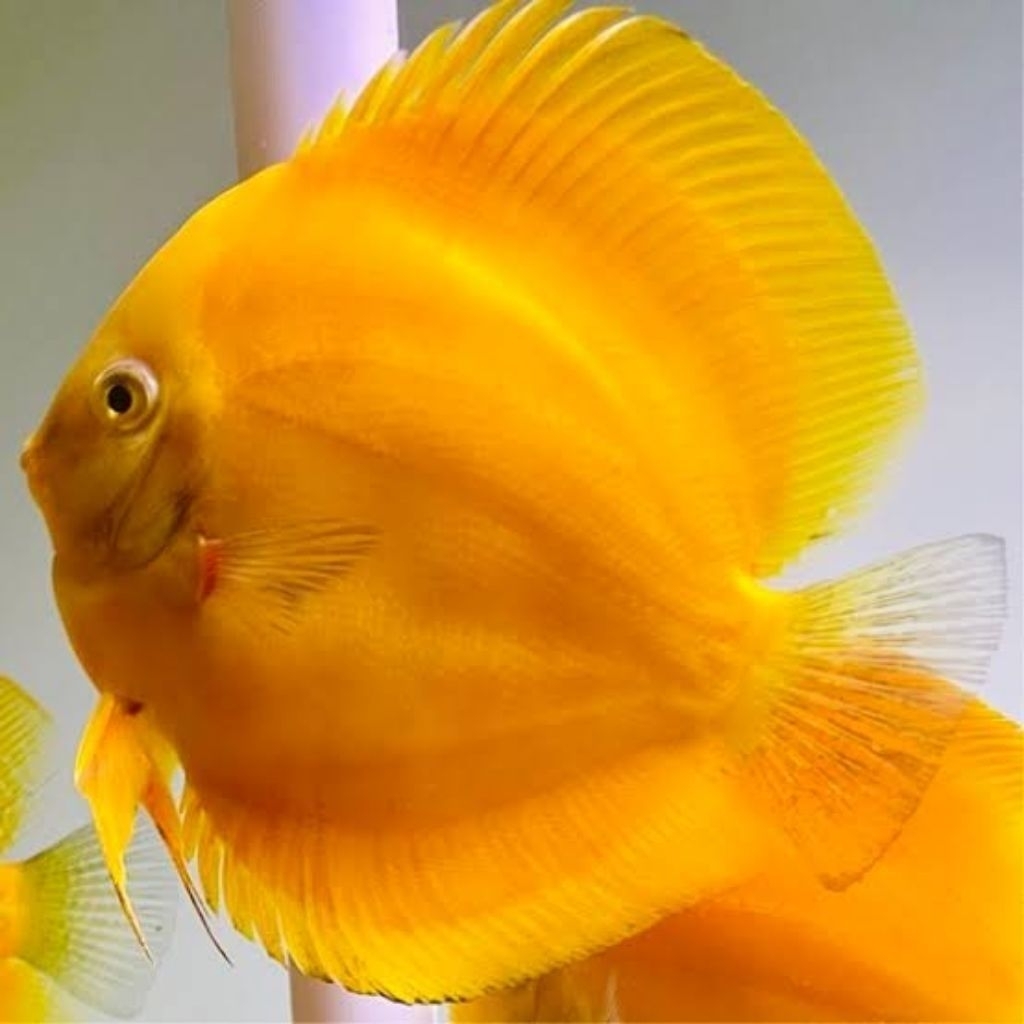 Ikan Hias Akuarium Discus Golden Yellow 3 in Up