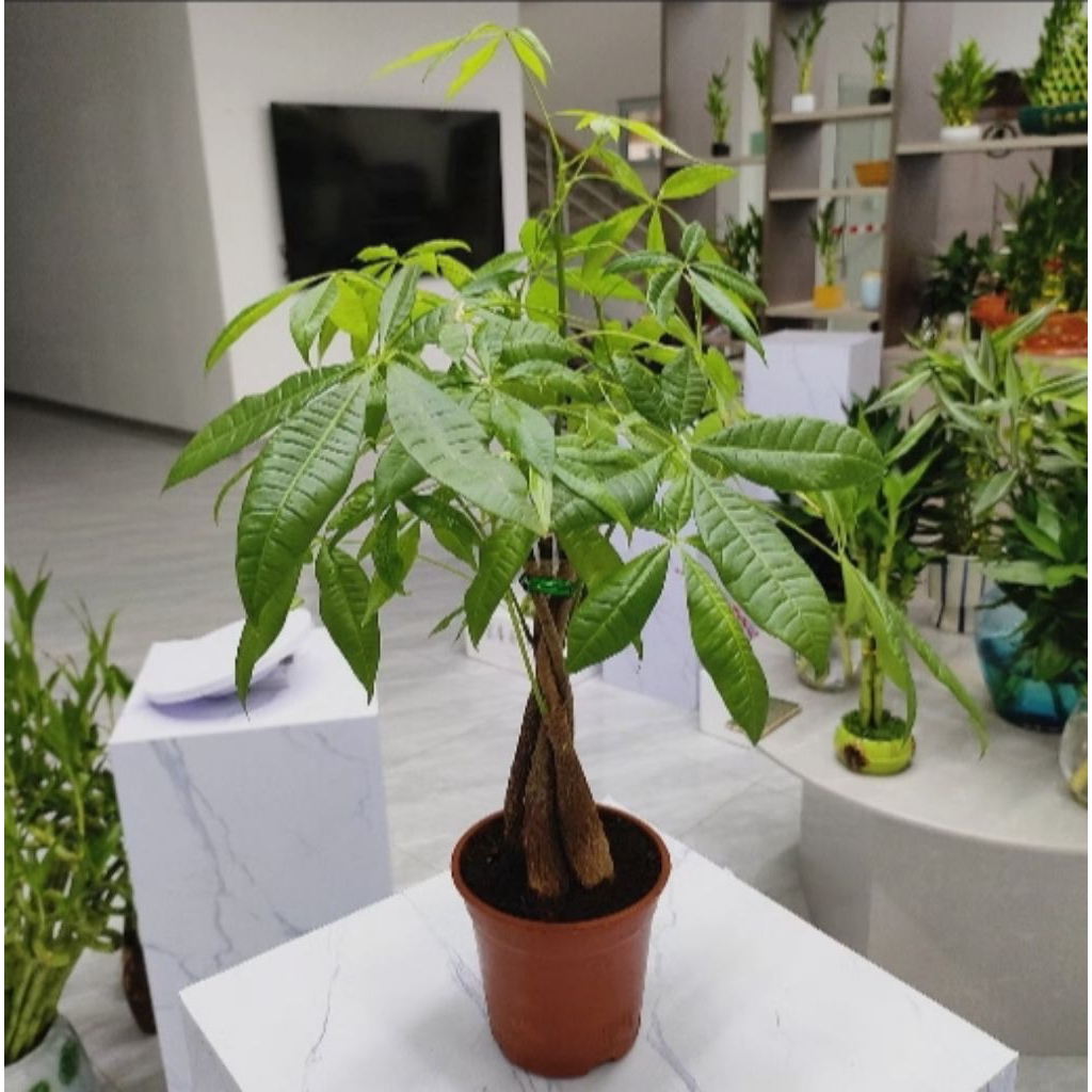 Bibit Pohon Pachira Kepang, Money tree Tinggi 40,50,60,70cm - Tanaman Hias Indoor Pachira Kepang Mon