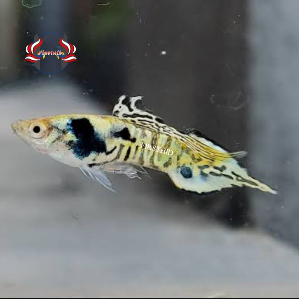 (PREMIUM) GUPPY Silver Galaxy Speartail penghias aksesoris akuarium