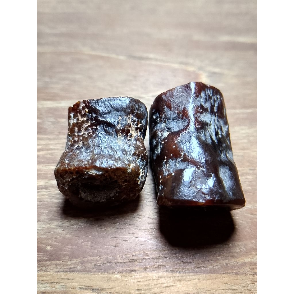 fosil galih asem combong sangat langka