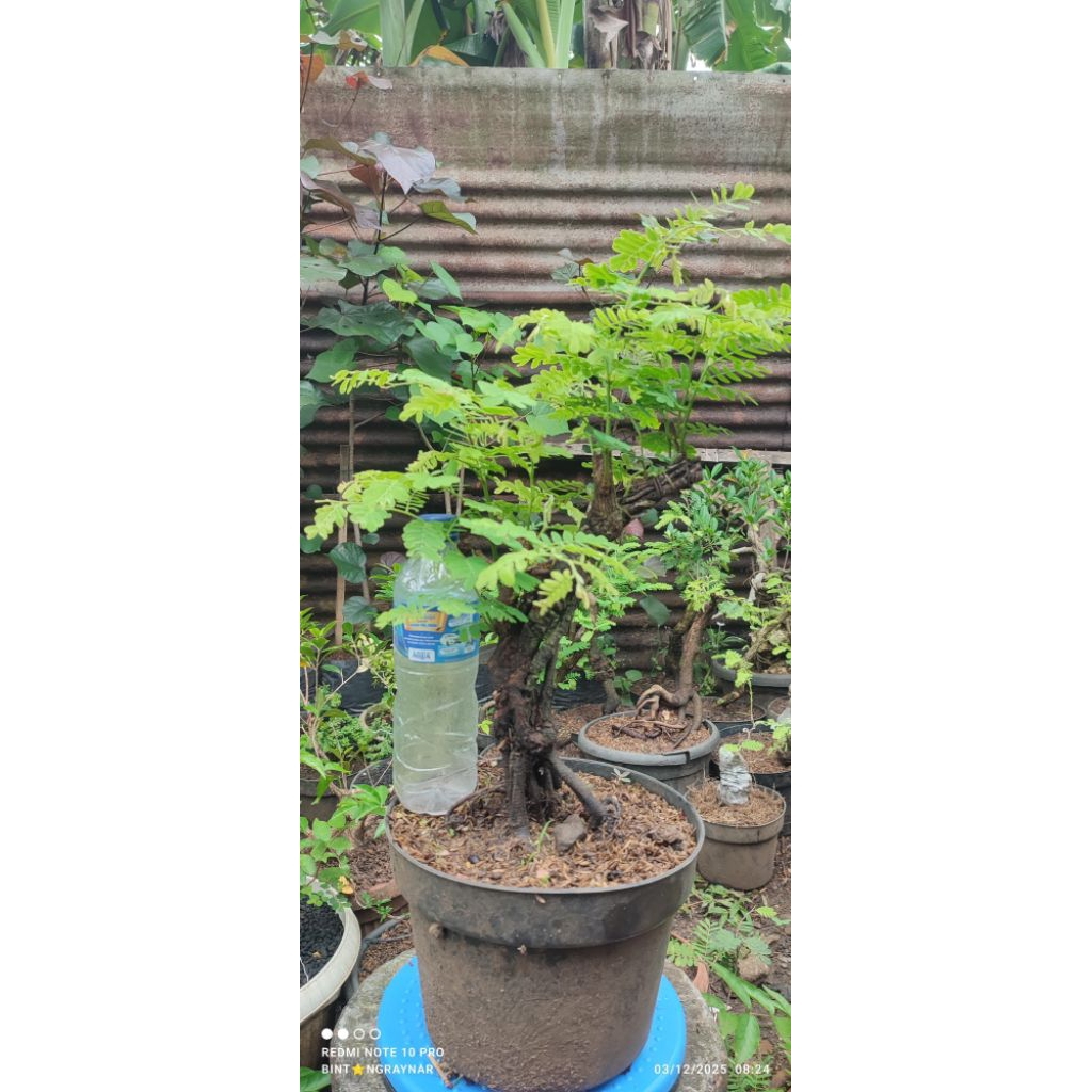 bonsai asem jawa karakter, bahan dongkelan