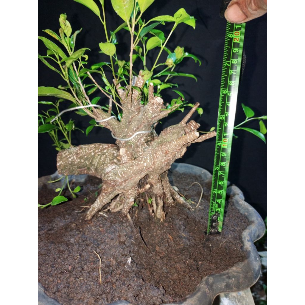 bonsai kimeng bogel gabungan