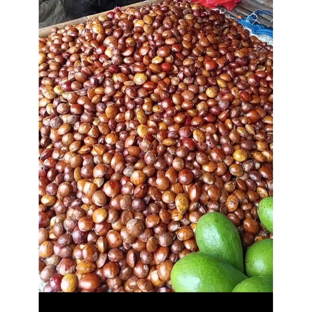 Jengkol Tua Mentah 1kg - Segar, Pulen, Langsung dari Pohon