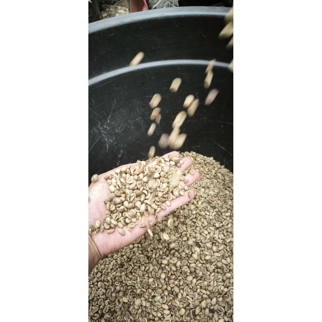 Green Bean Robusta  Lampung Berat 1 kg.