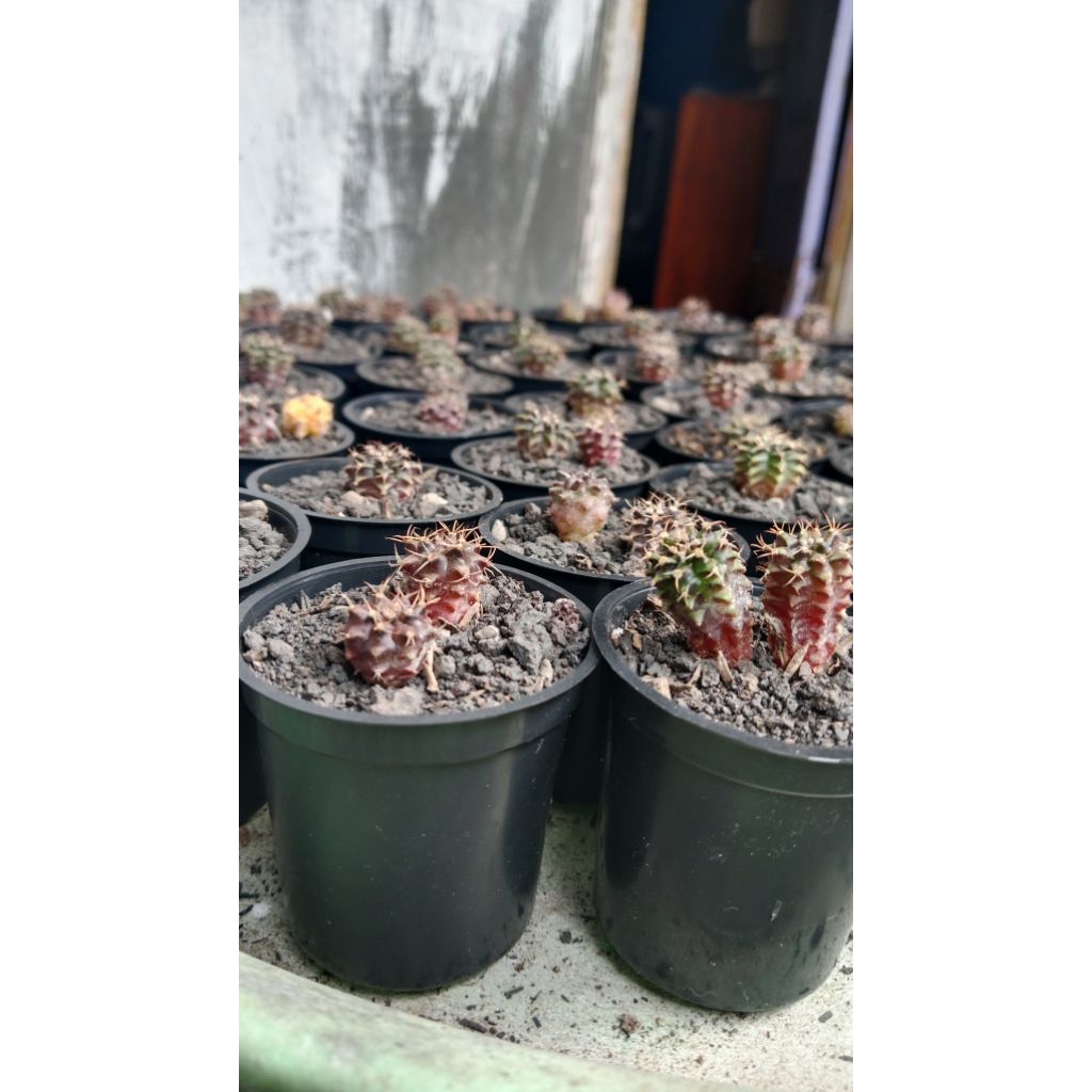 Kaktus gymno/babby gymno Miha/LB Hybrid