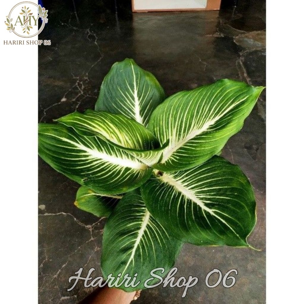 Aglonema Diven Gurita Dewasa-Tanaman Hias Aglonema Diven Gurita