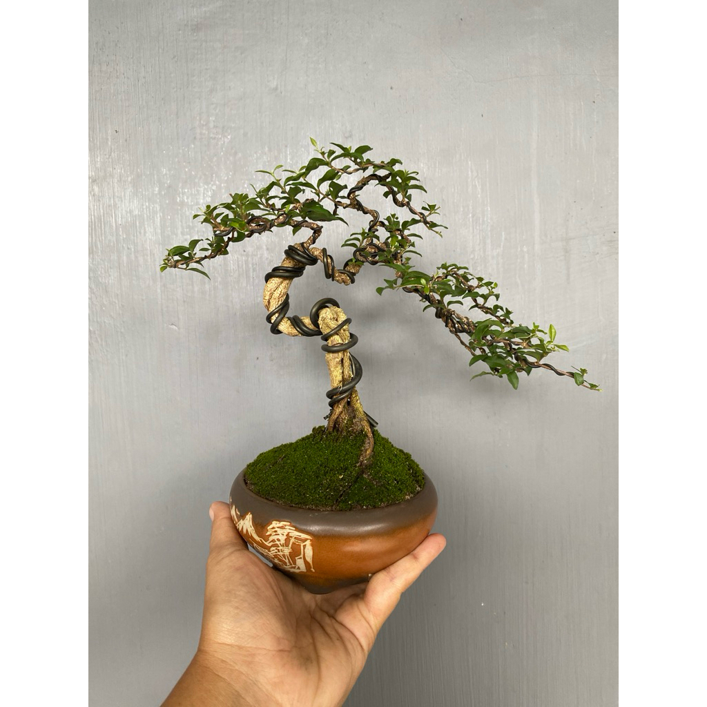 bonsai sakura micro