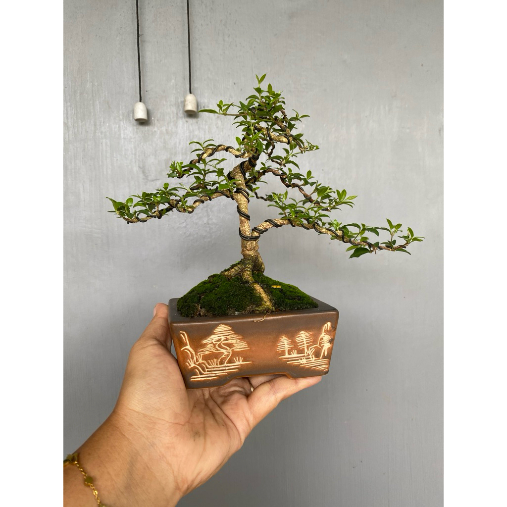 bonsai sakura Micro