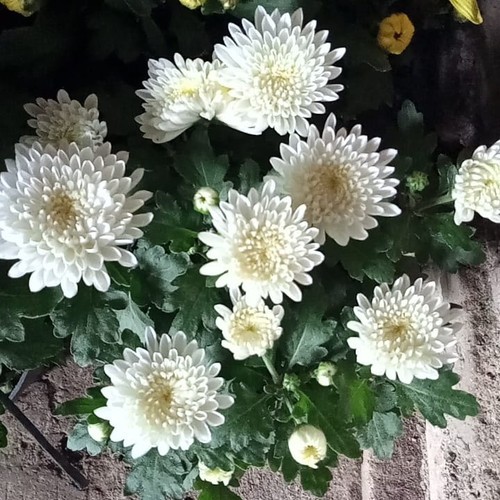 Bibit Bunga Krisan Putih Hidup Siap Tanam