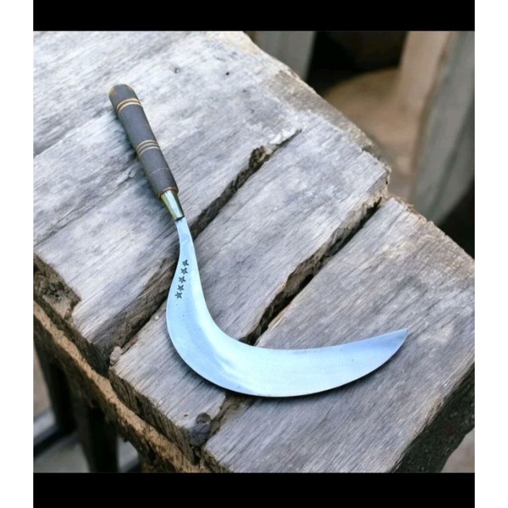 aret rumput gajah ukuran jumbo